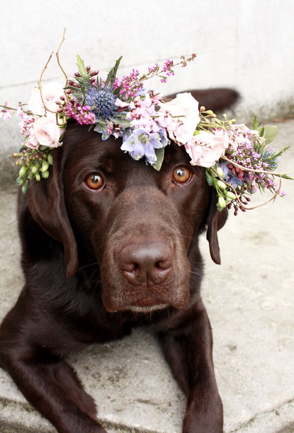 Chocolate Lab wearing a flower crown