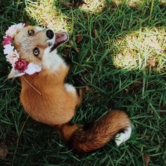 Fox wearing a flower crown