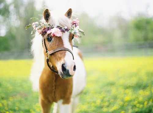Pony wearing a flower crown