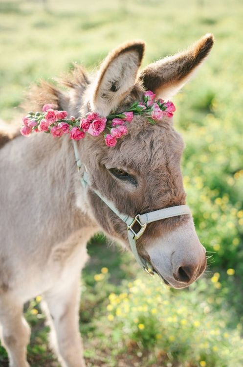 Sweet donkey wearing a flower crown