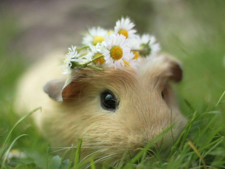 guinea pig wearing a flower crown