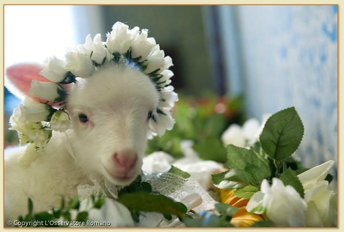 lamb wearing a flower crown