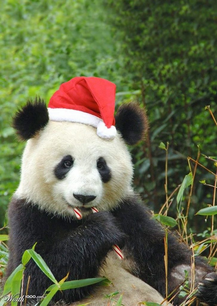Panda in santa hat